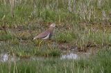 20140428_Witstaartkievit_Den Helder_3-sharpen-focus